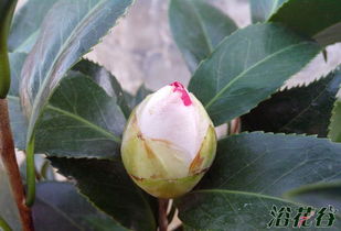 播种时间彳艮重要