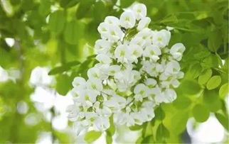5月槐花盛宴，高清赏花必备！