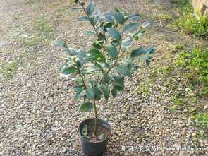 茶花花苞摘除的小技巧