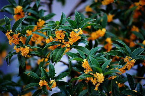 宋代李清照的《鹧鸪天·桂花》