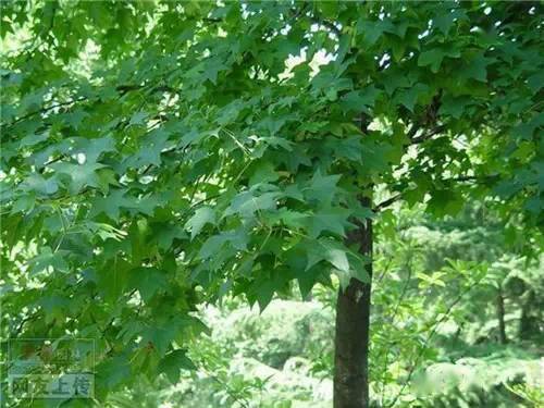 长景种业：售后服务好