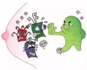 猪瘟疫苗免疫效果不佳，母源抗体持续多久才能放心