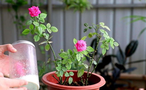 新种或移植的月季， 土壤施肥是关键