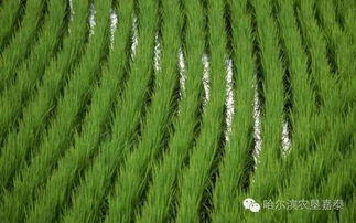 水稻田除草剂，你了解多少？