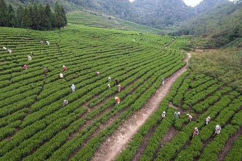 油茶专业施肥，高效管护服务尽在油茶之家