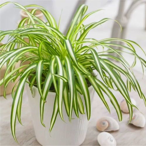 光照充足如何种植植物？植物生长需要多少光照