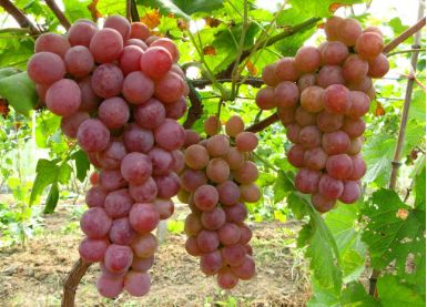 生物防治，引入天敌来帮忙