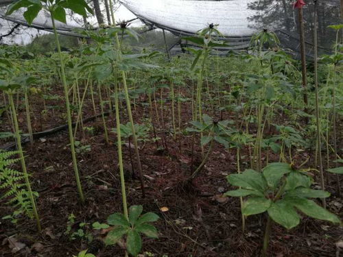 重楼种植：种子数量之谜