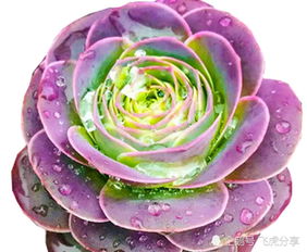 三、多肉玫瑰浇水注意事项