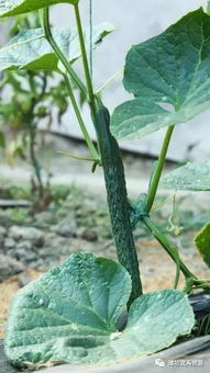 绿色蔬菜病虫害综合管理