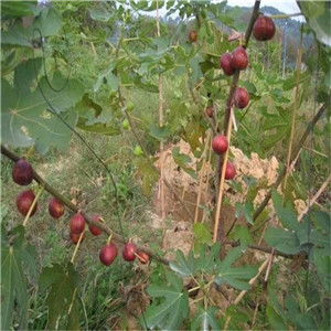 无花果种植：选择适宜的土壤和气候