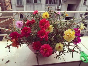 个性化定制服务， 让你的鲜花独一无二