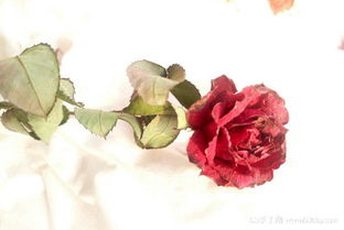 风干法， 简单又实用