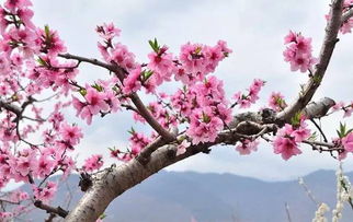 春节赏花的习俗