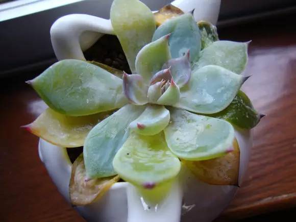 多肉植物为何会突然化水？