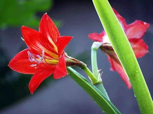 朱顶红花怎么养才能开花？