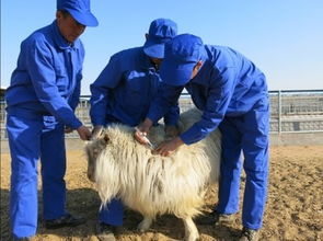 羊羔患羊羔病和感冒分别应该使用什么药物进行治疗？