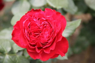 月季花开， 香满园