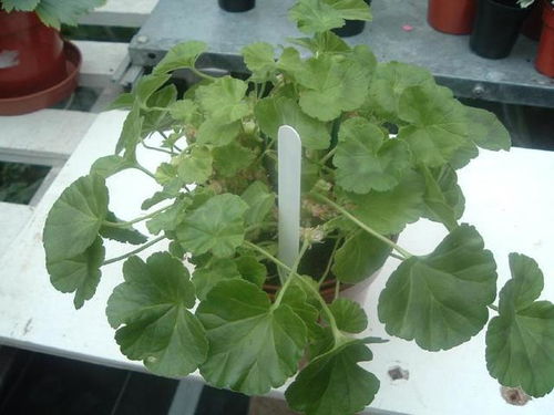 修剪枝叶：木质化的助推器