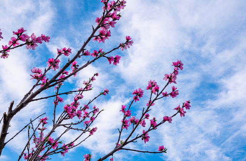 桃花：粉嫩娇羞， 宛如少女脸庞
