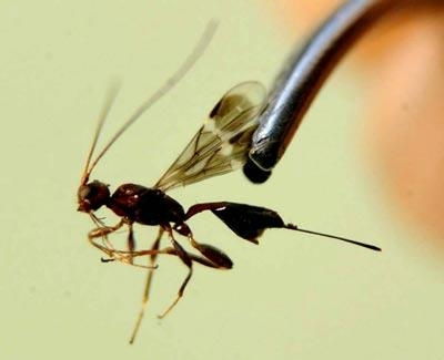 害虫与天敌的神秘关系