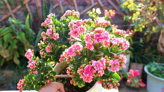 剪掉无用枝， 养分集中