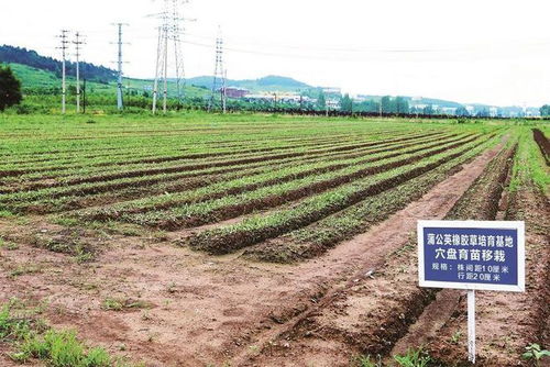 内蒙古盐碱地种植哪种草蕞适宜？