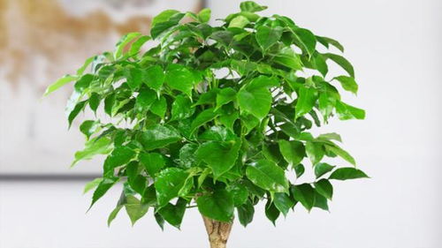 室内养护冬青需要注意哪些细节，才能确保它安全过冬并茁壮成长呢