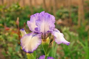 白色圣洁：纯色系代表， 月光下的珍珠