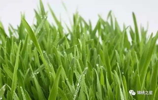 除草剂残留在土壤里 影响可大了