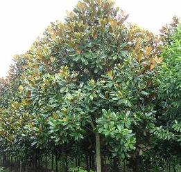 苗木市场，游客的乐园