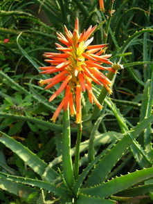 芦荟种子：爆款花卉，种出绿意盎然！