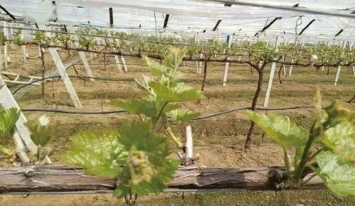 爬墙玫瑰的种植地点