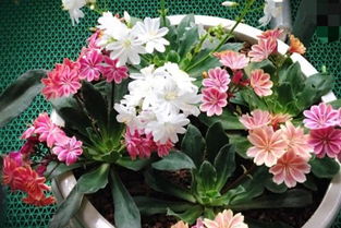 花期相同吗？常见花卉花期大揭秘