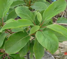 六、心理预期不同