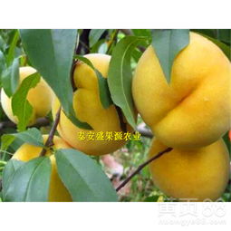 蟠桃树在什么季节嫁接成活率高，何时嫁接蟠桃树成功率最高