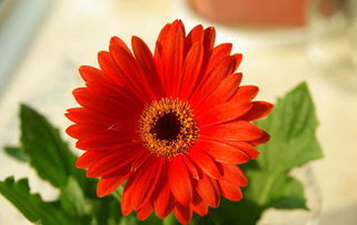 北方种植非洲菊的关键指标