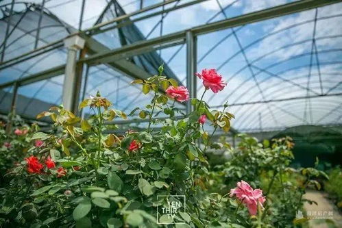 高价回收，心动不如行动