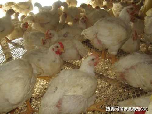 肉鸡呼噜病因及防治策略