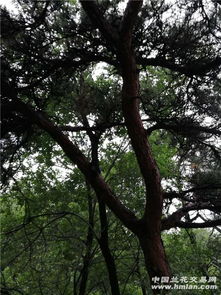 黄皮松：金黄色的树皮， 美得让人心醉