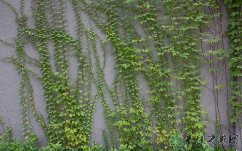 爬山虎的耐寒特性