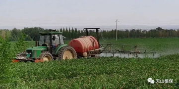 药剂防治的具体实施