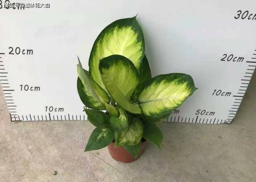 夏季高温暴雨，花草如何存活？