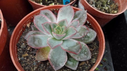 白腊树养护与繁殖