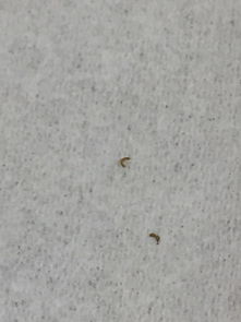 草怎么自然长出虫子？