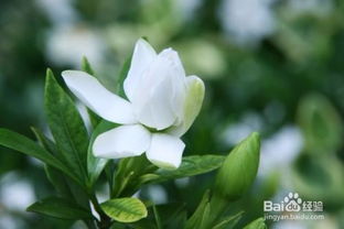 如何掌握栀子花种植技巧，才能让栀子花茁壮成长