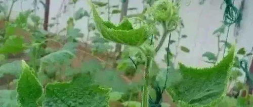 粉锈宁的神奇力量