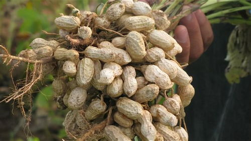 花生追肥选用什么肥料最有利于植株生长