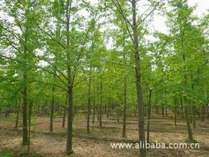 银杏树：老少皆宜的“黄金树”