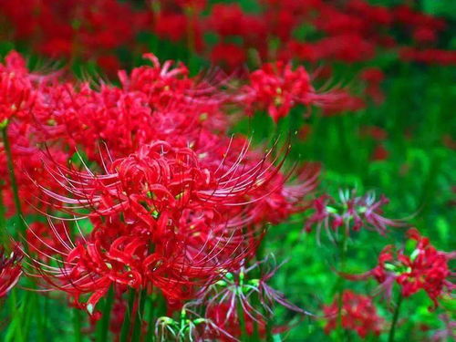 彼岸花种子Neng种在哪里？
